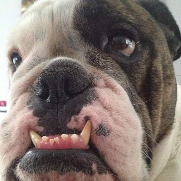 Not for sale... meet your Posher - Picture 1 of 1